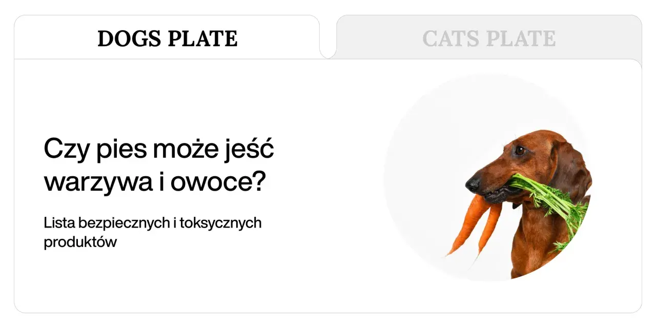 Jamnik z marchewką w pysku. Dowiedz się, co mogą jeść psy, jakie warzywa i owoce są dla nich bezpieczne.