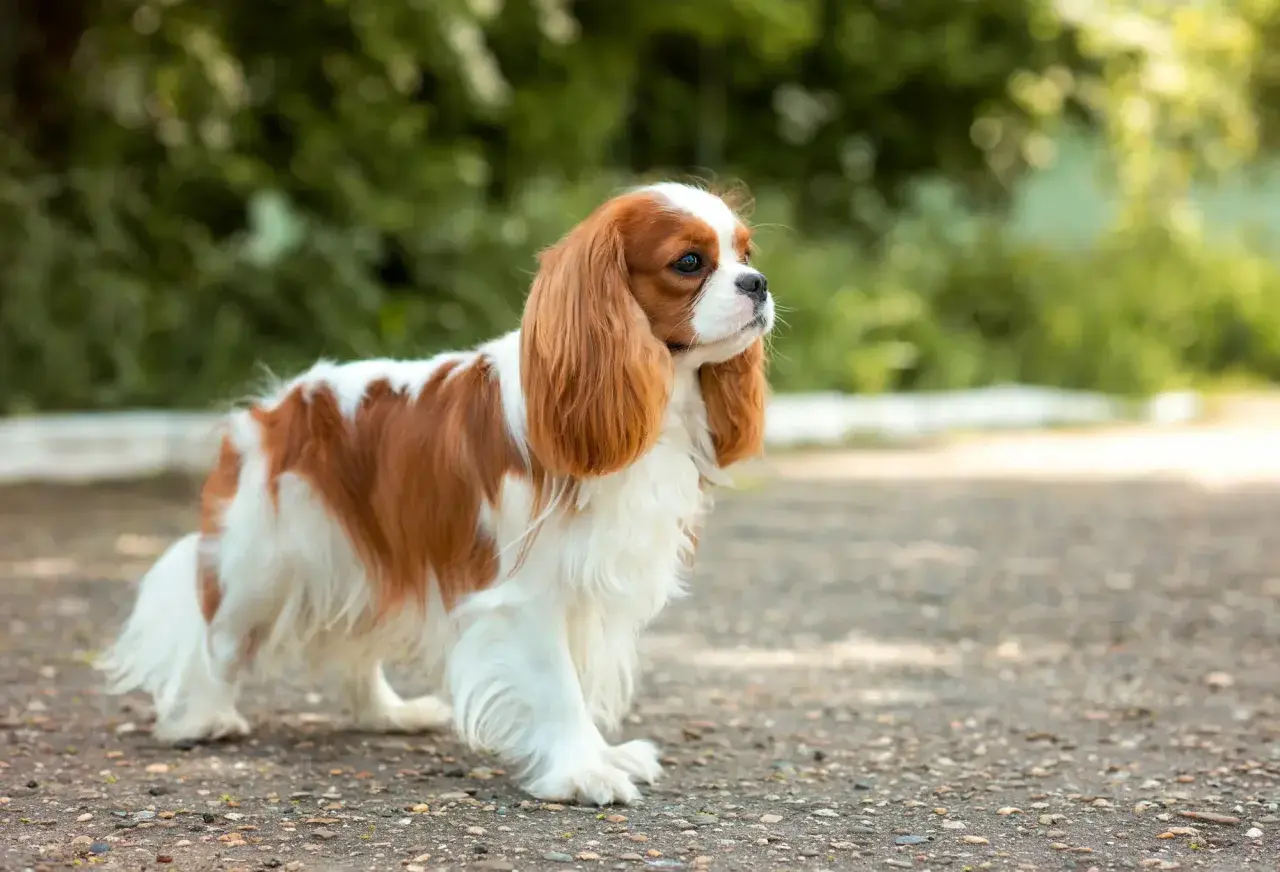 Cavalier King Charles Spaniel w kolorze rudym i białym stoi na zewnątrz.