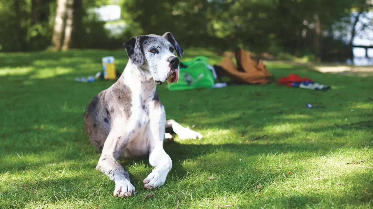 Duży, łaciaty pies rasy dog niemiecki leży na trawie. W tle zielona torba i brązowy plecak. Może przydałaby się mu pyralgina dla psa po dniu pełnym wrażeń?