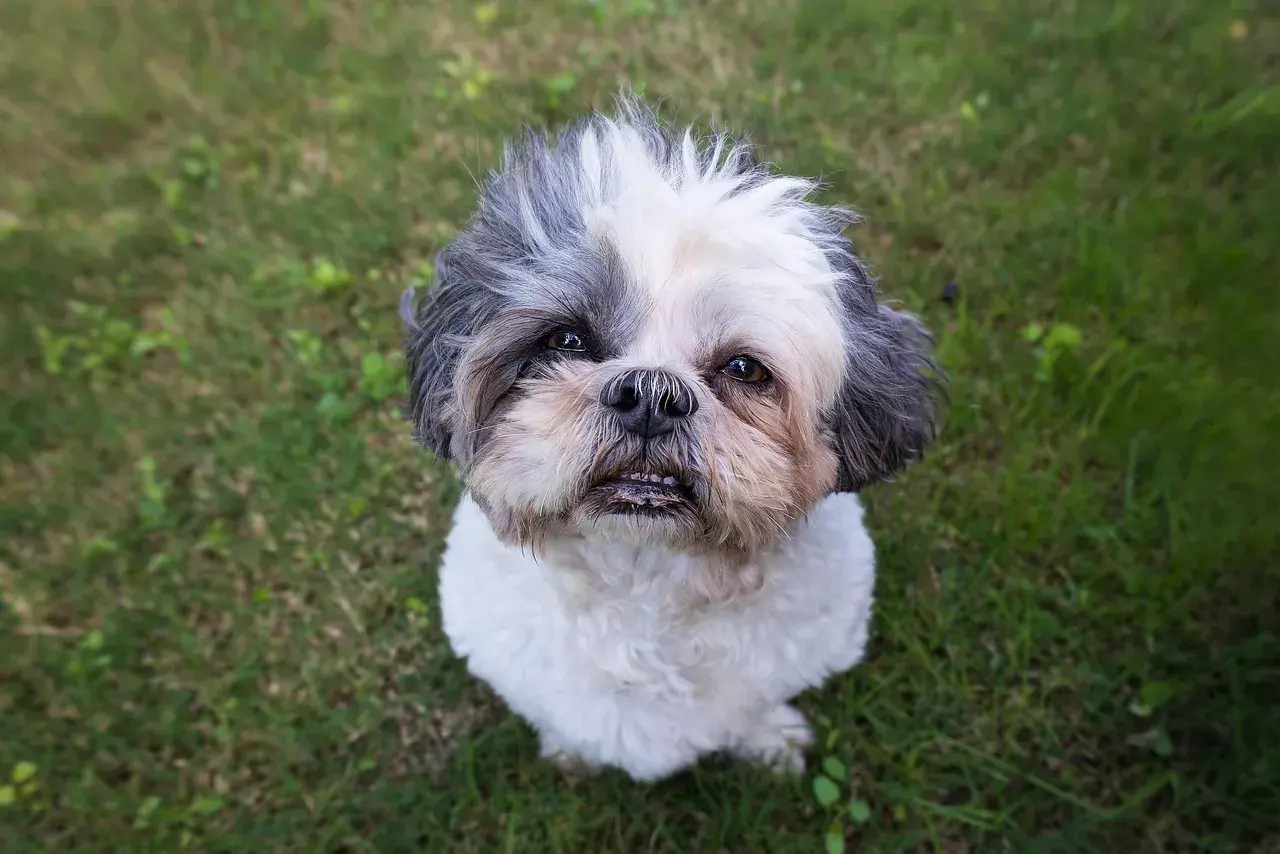 Shih tzu siedzący na trawie, patrzący w górę z lekko otwartym pyskiem.