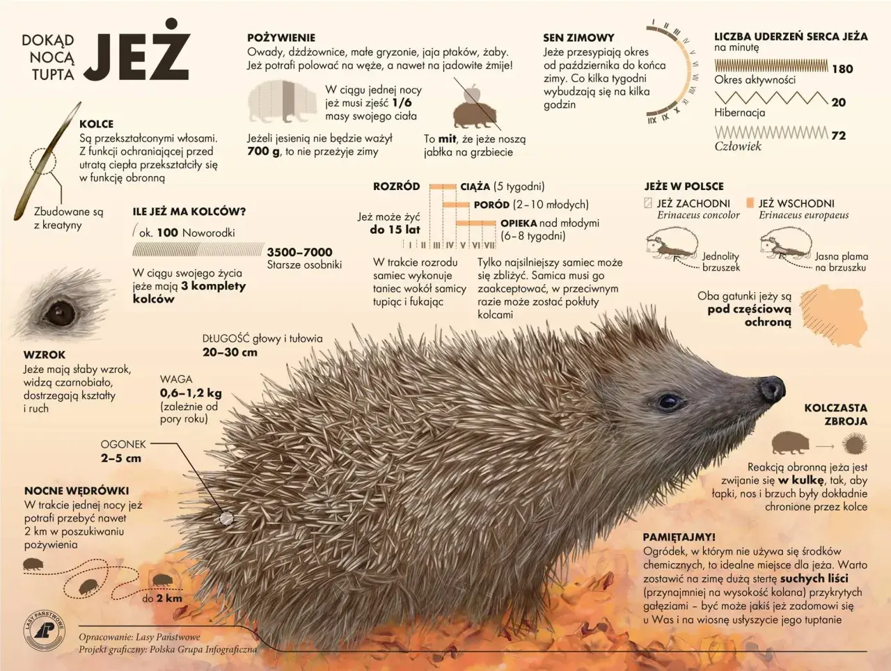 Ilustracja przedstawia jeża z bliska, z zaznaczonymi kolcami, oczami i pyszczkiem.