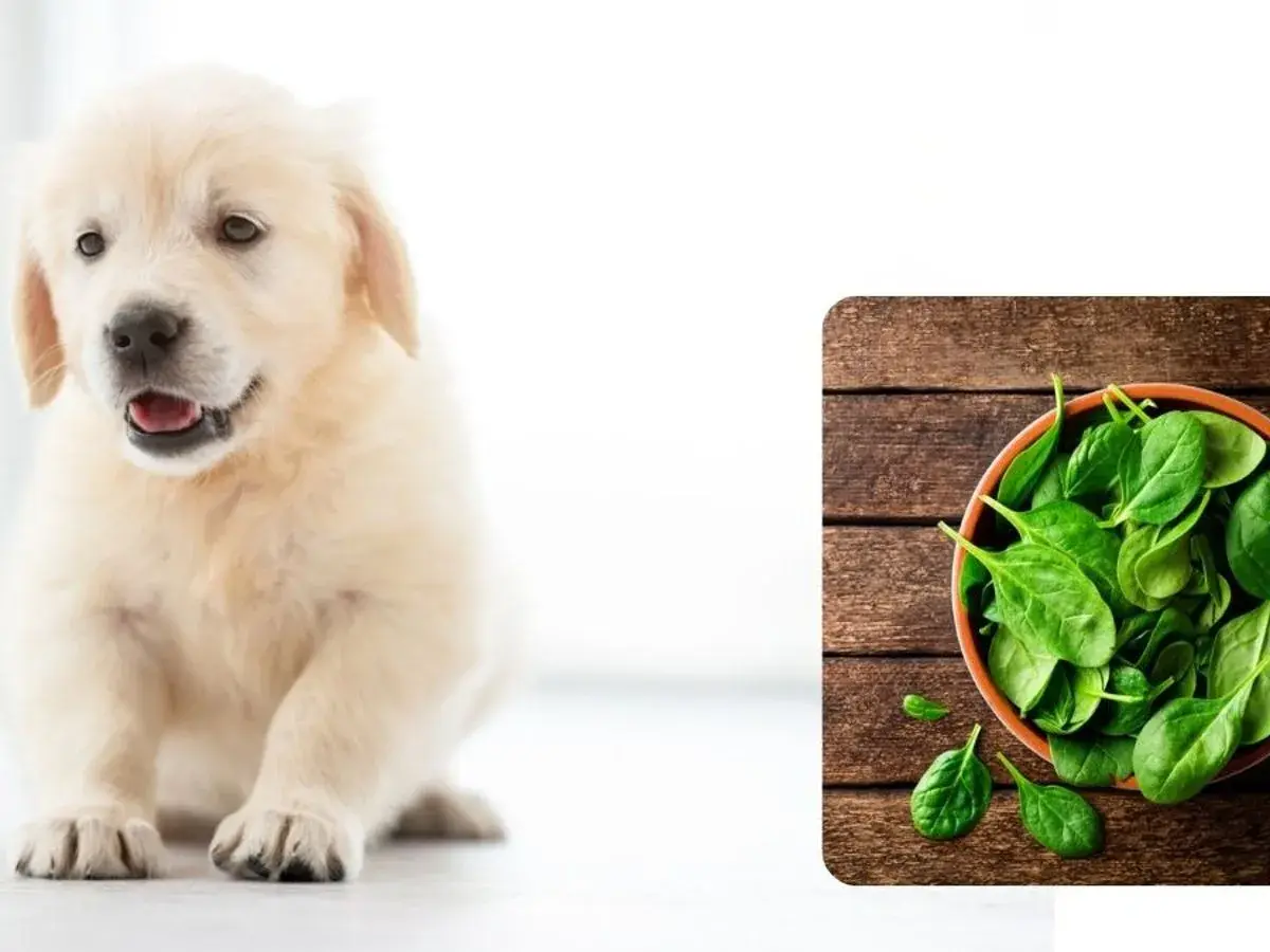 Uroczy szczeniak golden retriever obok miseczki ze świeżym szpinakiem. Czy pies może szpinak?