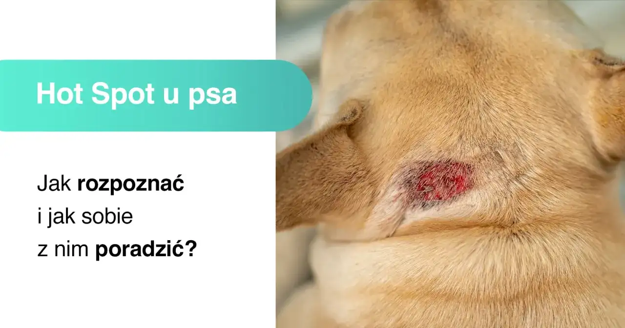 Widoczne jest zaczerwienione, sączące się **hot spot u psa** na jego karku. Tekst informuje o rozpoznawaniu i leczeniu tej dolegliwości.