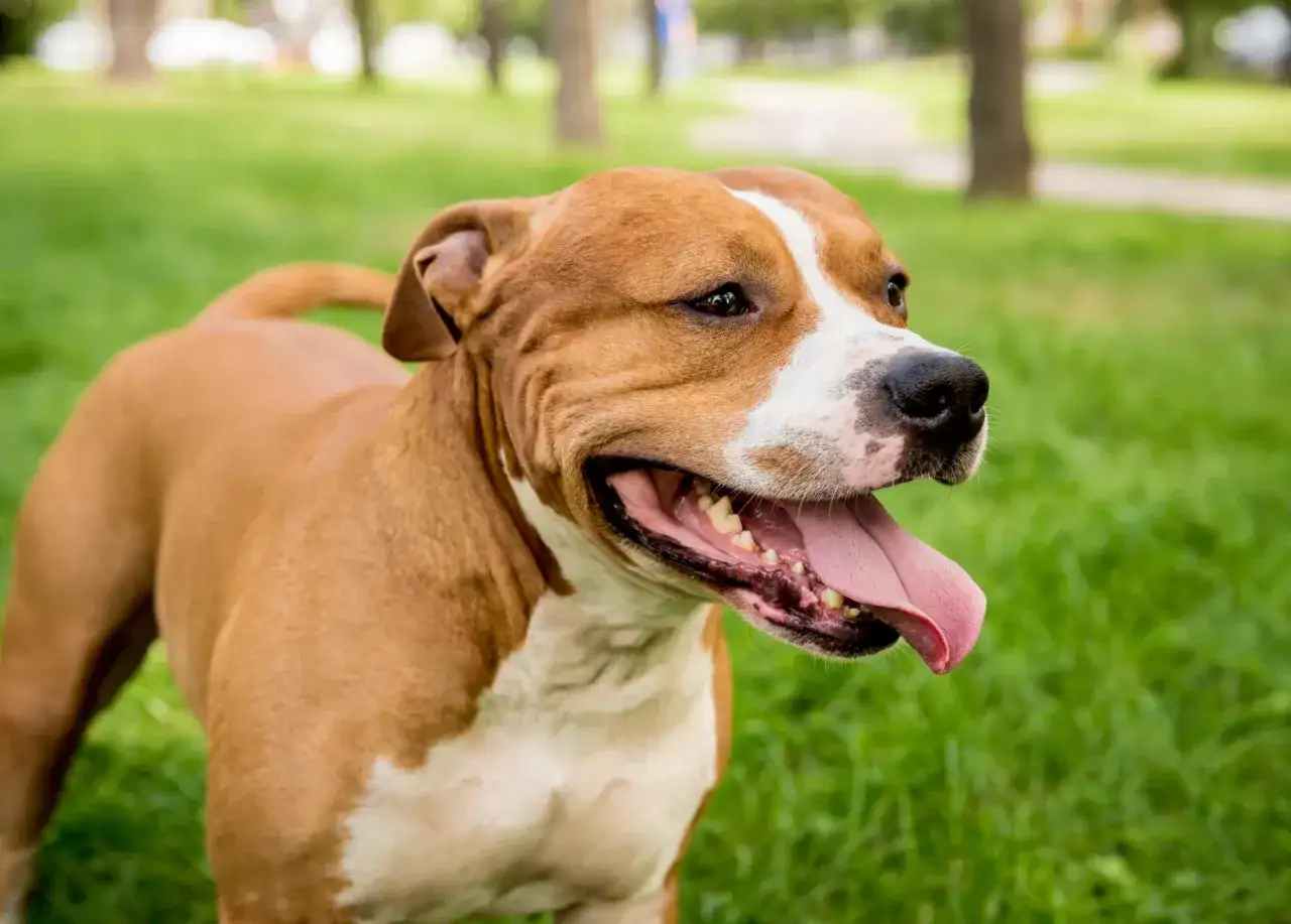 Radosny staffordshire bull terrier z językiem na wierzchu, cieszący się spacerem po zielonej trawie.
