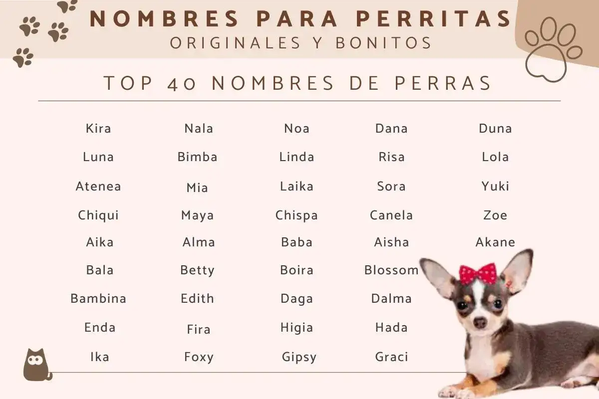 Lista TOP 40 imiona dla psa. Znajdziesz tu propozycje jak Kira, Luna, Nala, Mia, czy Lola.