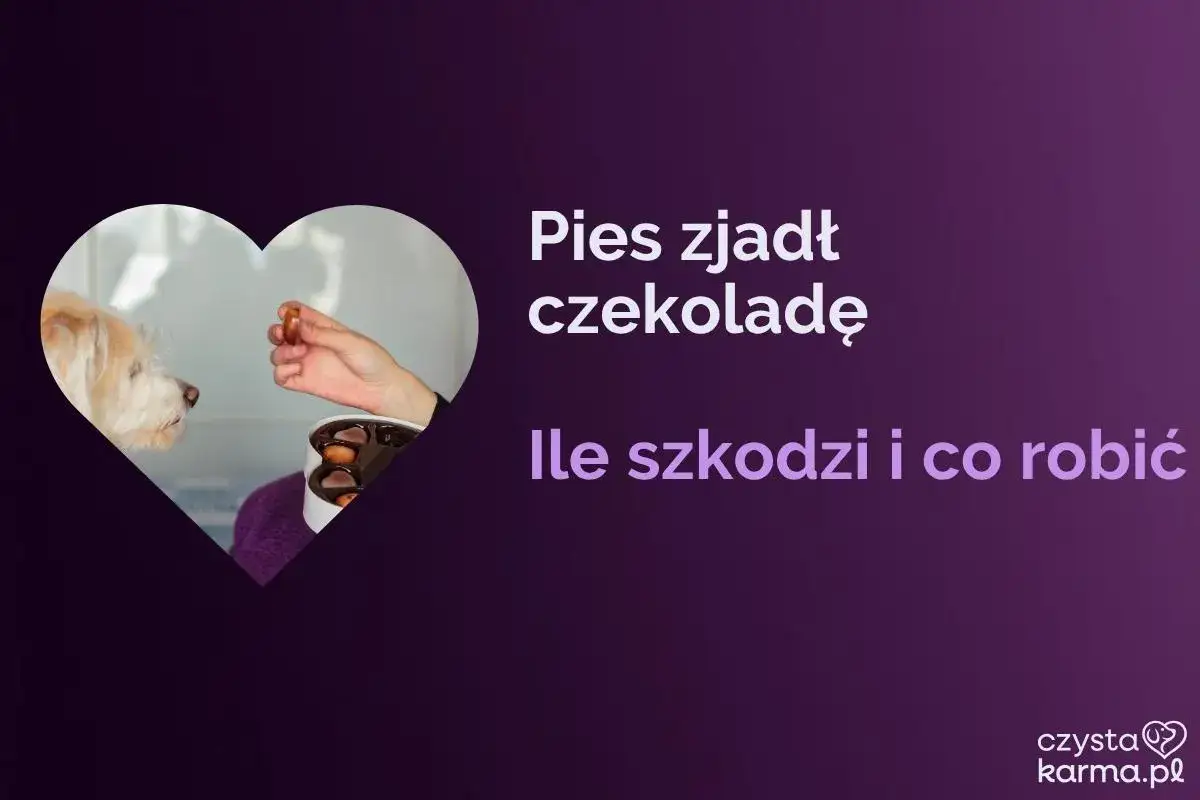Pies zjadł czekoladę. Dowiedz się, ile czekolady zabije psa i co robić w takiej sytuacji.