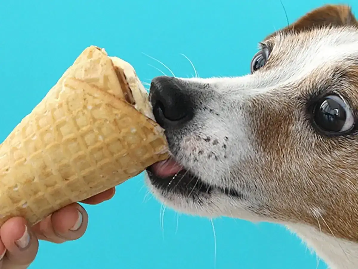 Pies z wielkimi oczami próbuje zlizywać lody z wafelka. Czy psy mogą jeść lody? Ten psiak zdaje się mieć swoje zdanie!