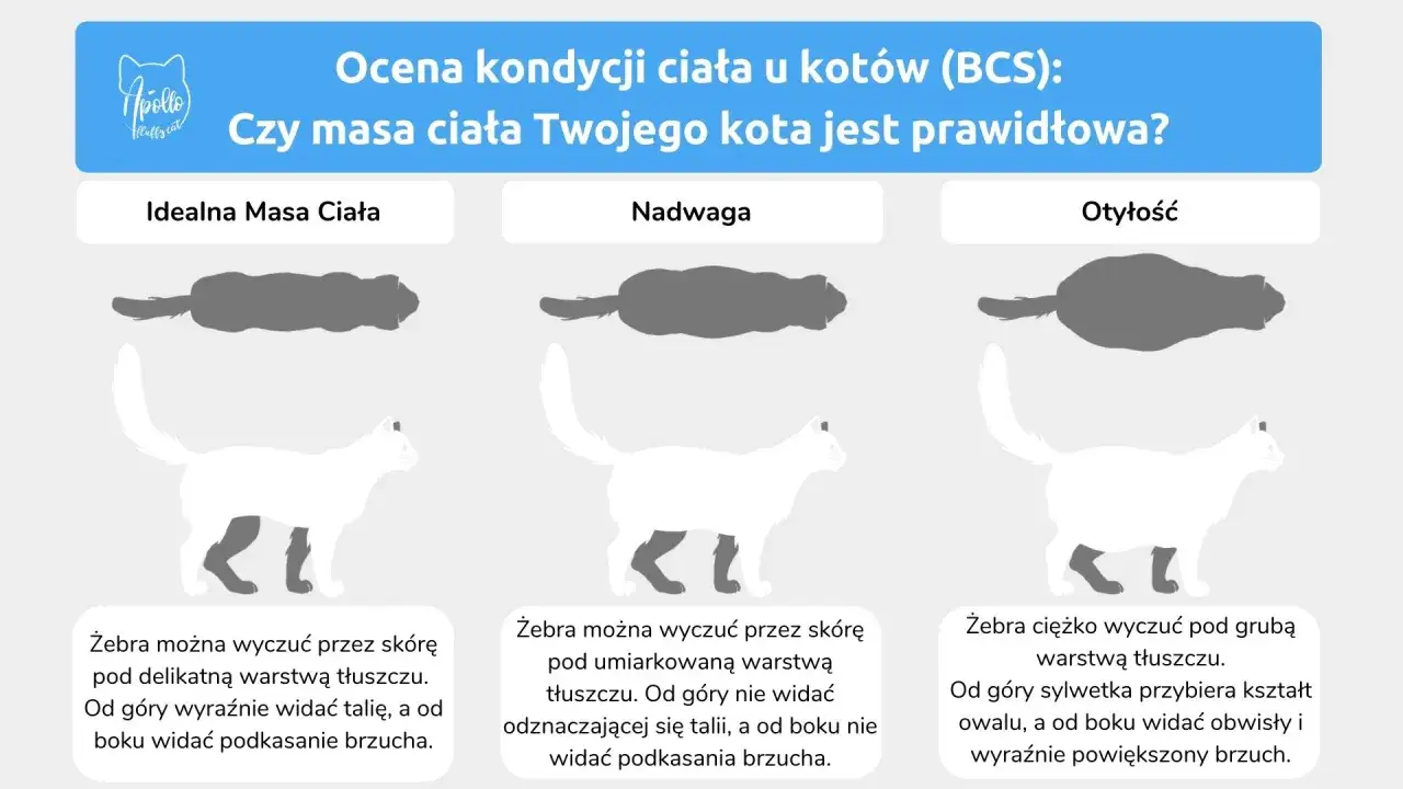 Jak odchudzić kota? Porównanie sylwetek kotów: idealna masa, nadwaga, otyłość. Pomaga ocenić kondycję i zaplanować dietę.