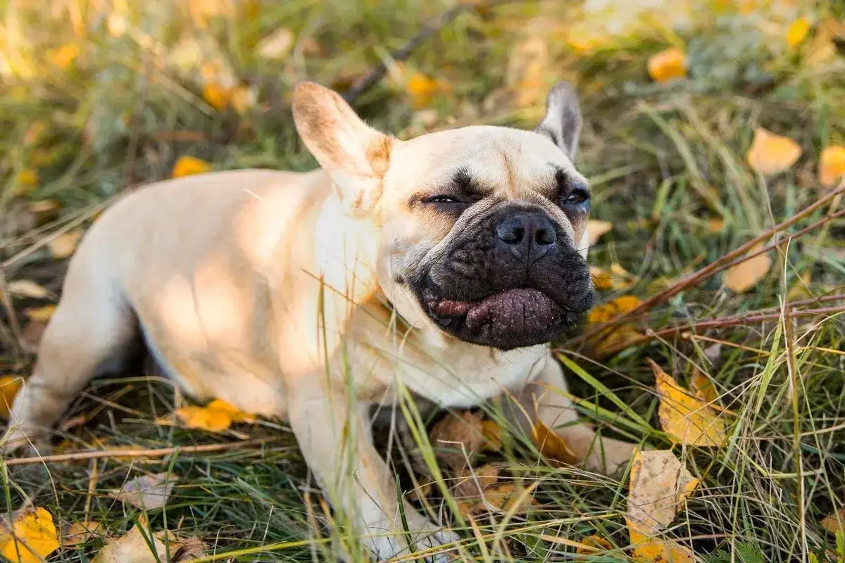 Francuski buldog z charakterystycznym wyrazem pyska, jakby właśnie doświadczył kaszlu wstecznego u psa, leży w trawie wśród jesiennych liści.