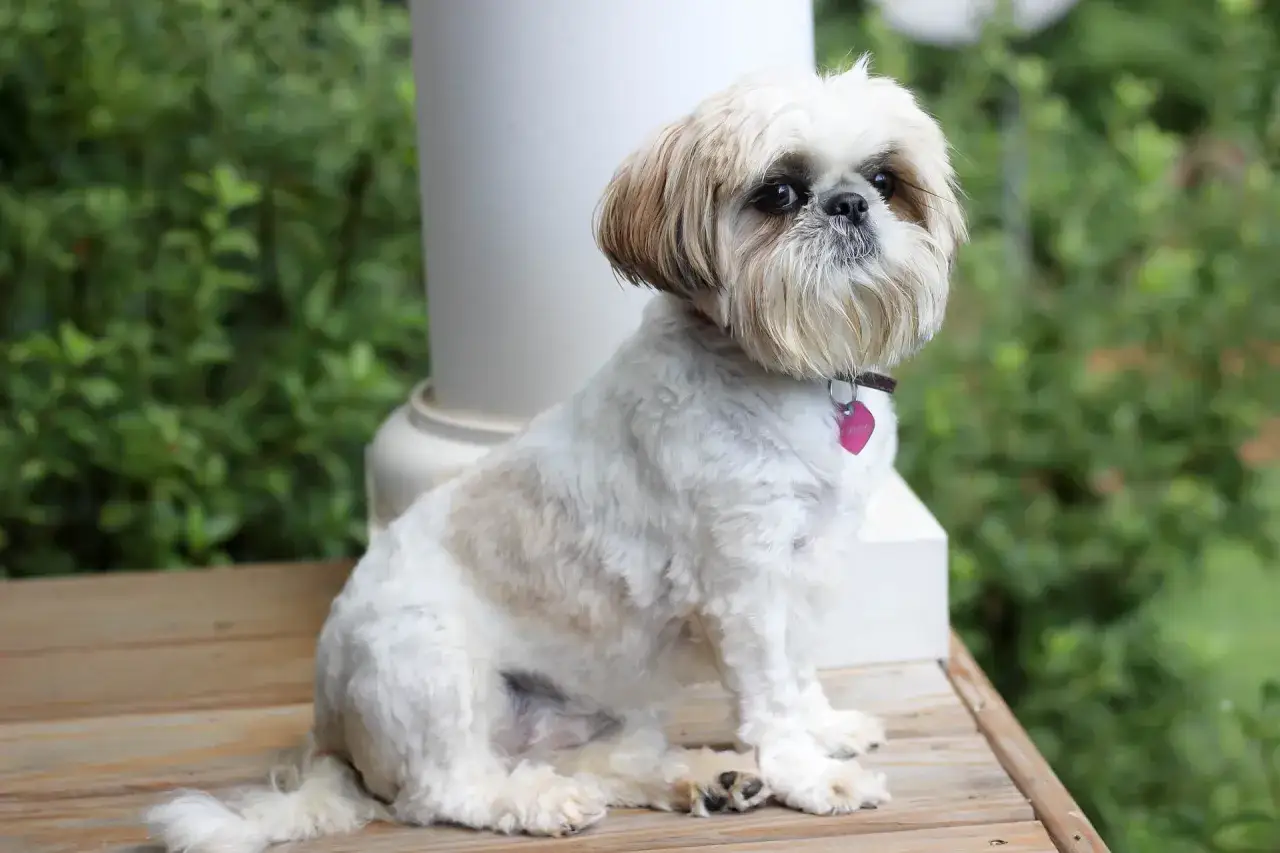 Uroczy shih tzu o łagodnym spojrzeniu, z różową obrożą w kształcie serca. Jego charakter to radość i przywiązanie.