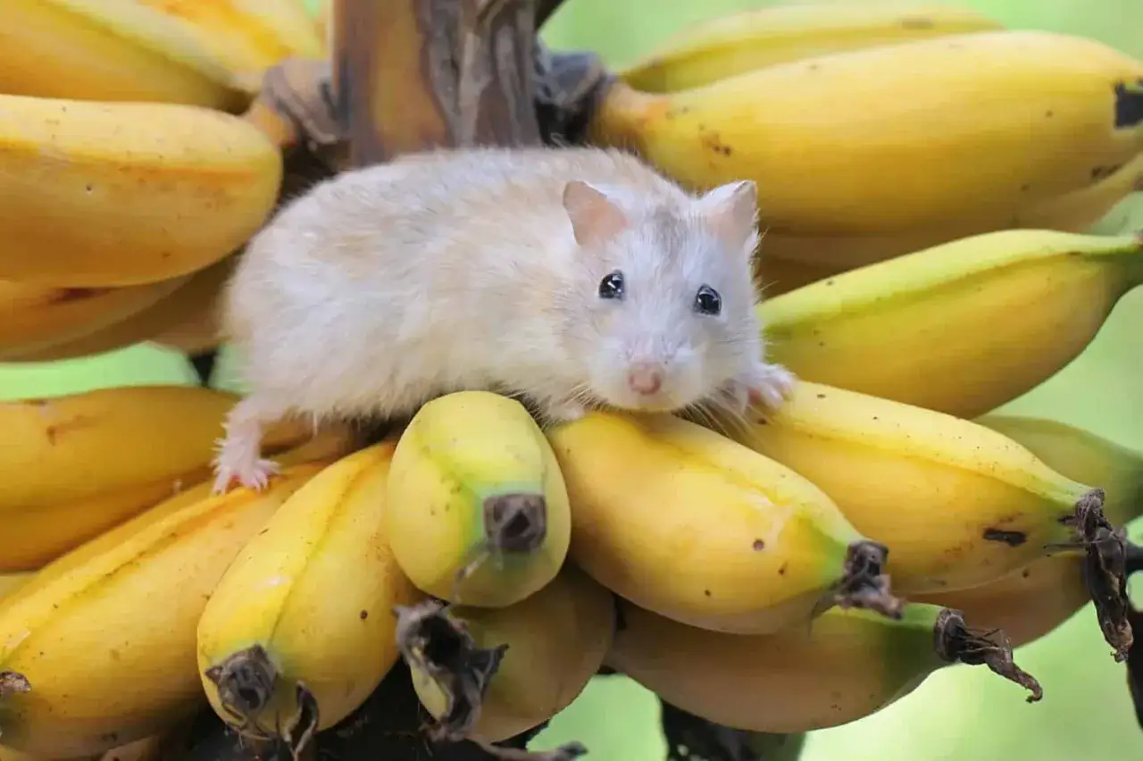 Mały chomik na kiści bananów. Czy chomik może banana? Ten słodziak wygląda, jakby się zastanawiał.