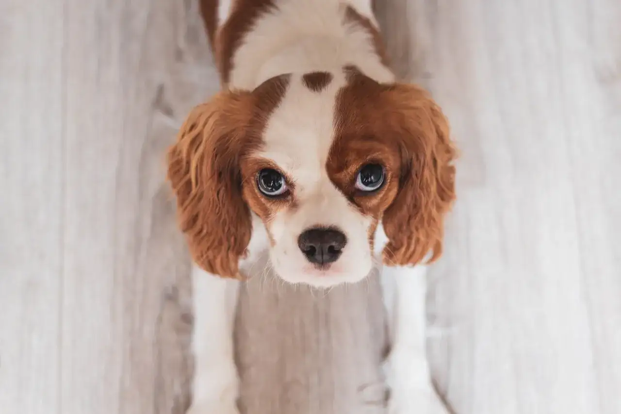 Uroczy piesek rasy Cavalier King Charles Spaniel, który wygląda jak małe pieski, które nie rosną. Jego wielkie, błyszczące oczy patrzą prosto w obiektyw.