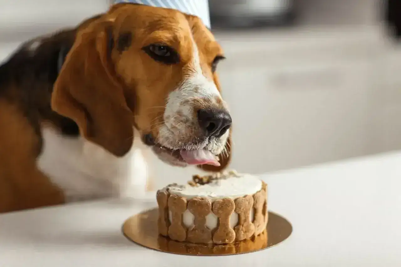 Beagle w czapce urodzinowej oblizuje tort z ciastek. Czy pies może jeść czekoladę? Nie, ale ten tort jest bezpieczny!