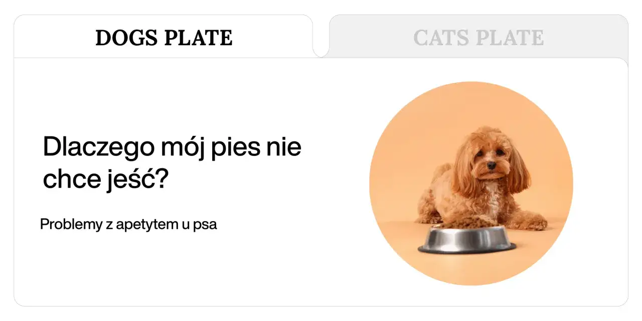 Uroczy piesek leży obok miski z jedzeniem, ale wygląda, jakby mój pies nie chciał jeść.
