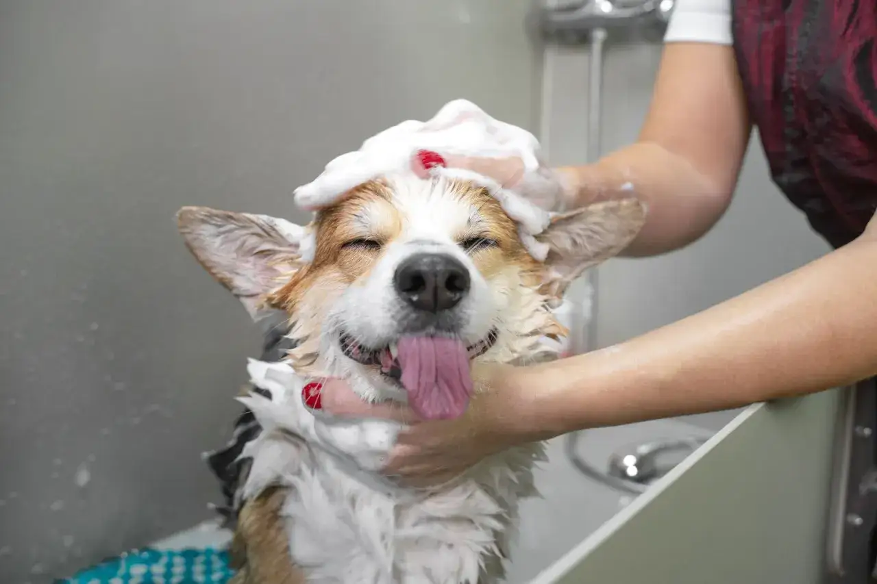 Szczęśliwy corgi z pianą na głowie, uczony jak kąpać psa.