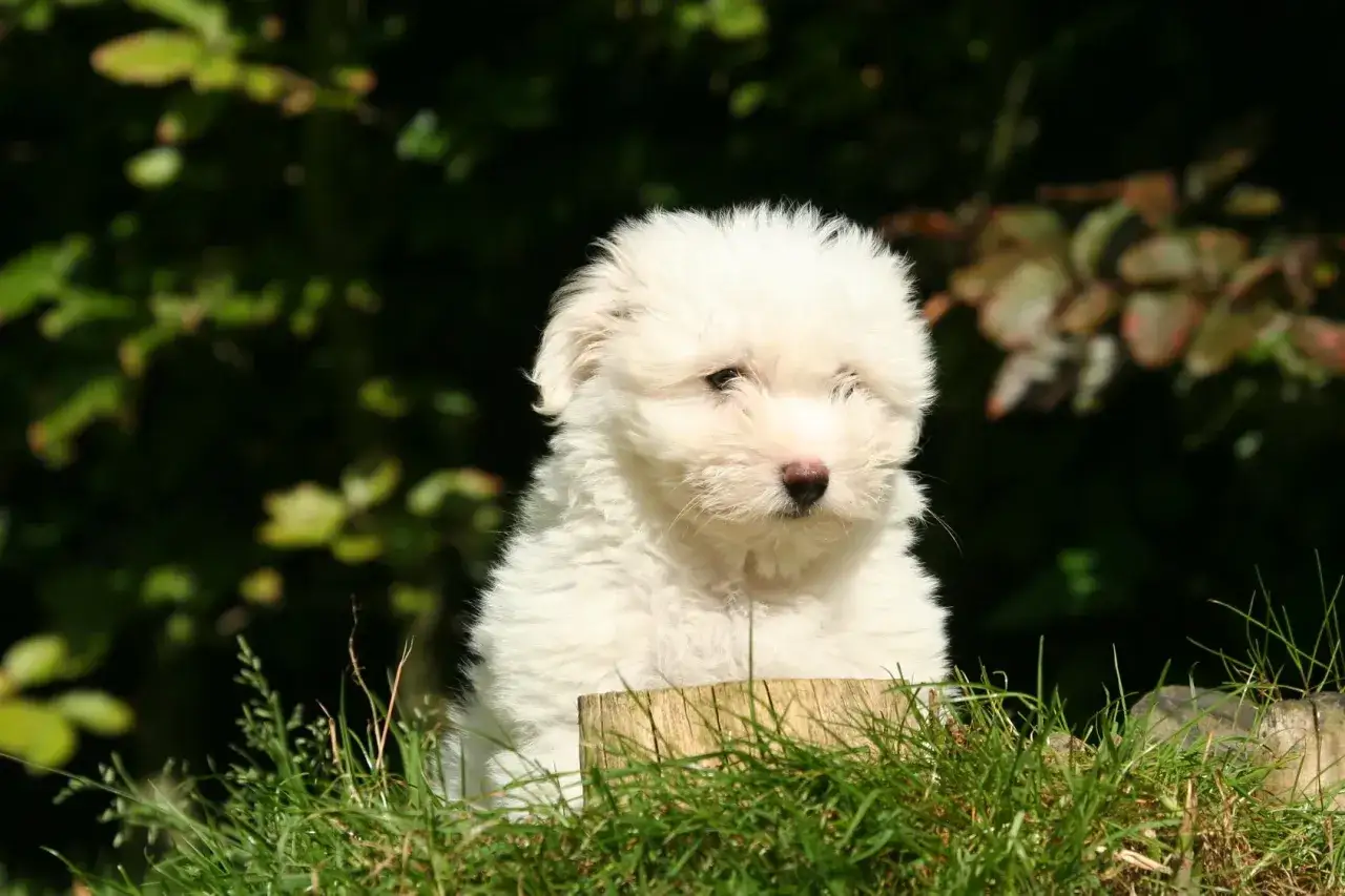 Uroczy szczeniak coton de tulear siedzi w trawie, z zaciekawieniem patrząc przed siebie.