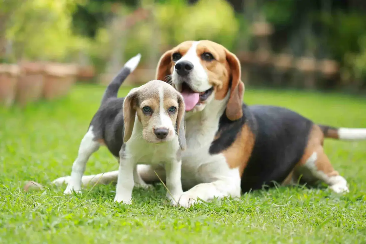Szukasz imion dla psa? Ten szczeniak beagle i jego mama wyglądają na gotowych do zabawy.