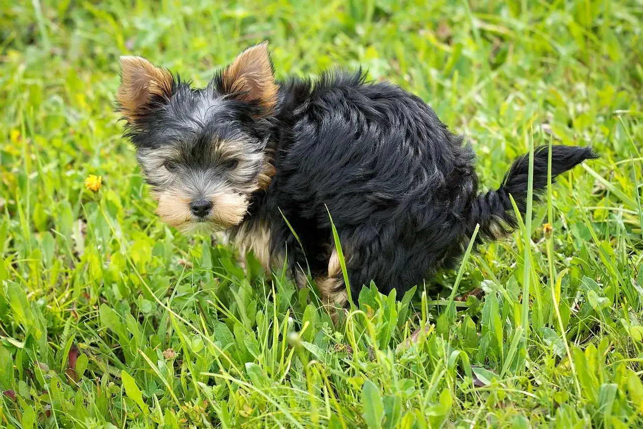Mały yorkshire terrier w trawie, który właśnie zrobił jasną kupę.