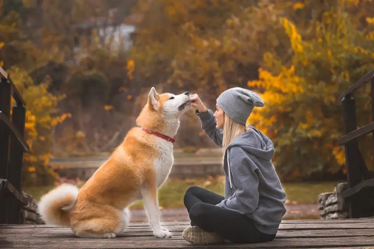 Piękny akita inu waga, karmiony przez kobietę na drewnianym moście. Jesienne liście tworzą tło.