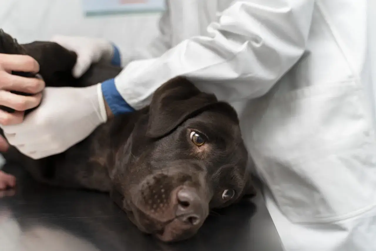 Weterynarz bada kaszel u psa. Czekoladowy labrador leży na stole, a lekarz w białym fartuchu i rękawiczkach delikatnie go dotyka.