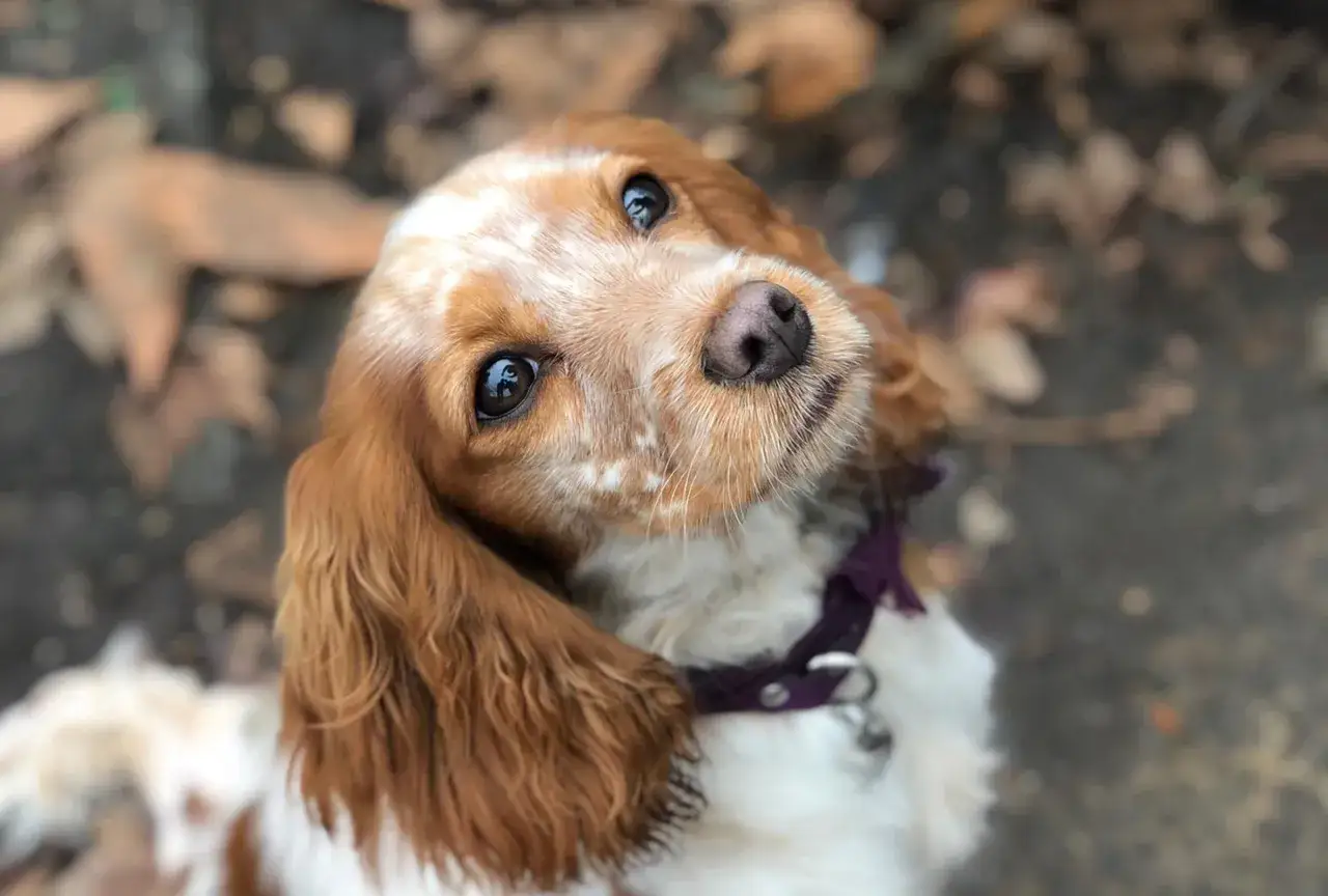 Uroczy cocker spaniel cavalier z błyszczącymi oczami patrzy w górę, otoczony jesiennymi liśćmi.