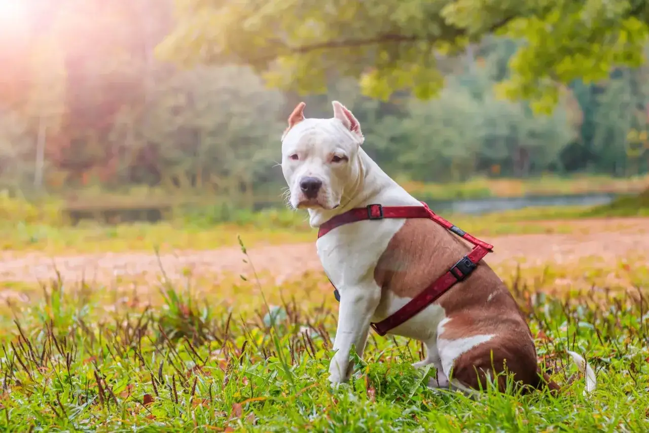 Siedzący w trawie amstaff w czerwonej uprzęży. Czy na amstaffa trzeba mieć pozwolenie? Zapytaj lokalne władze.