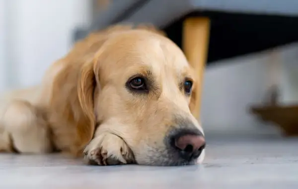 Złoty retriever leżący na podłodze, z głową opartą na łapach, wygląda na smutnego.