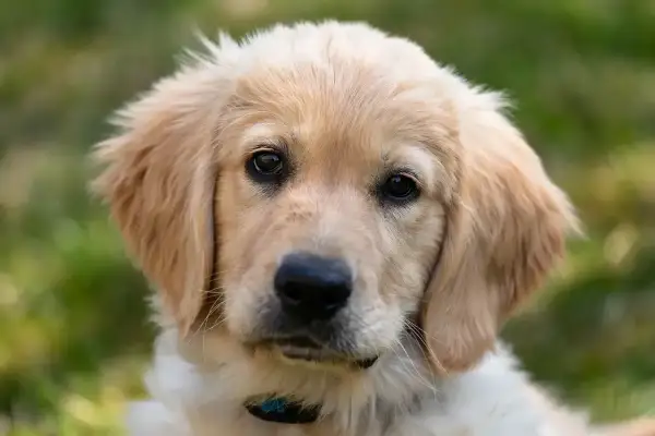 Portret szczeniaka golden retrievera z jasnym futrem i ciemnymi oczami na tle zieleni.