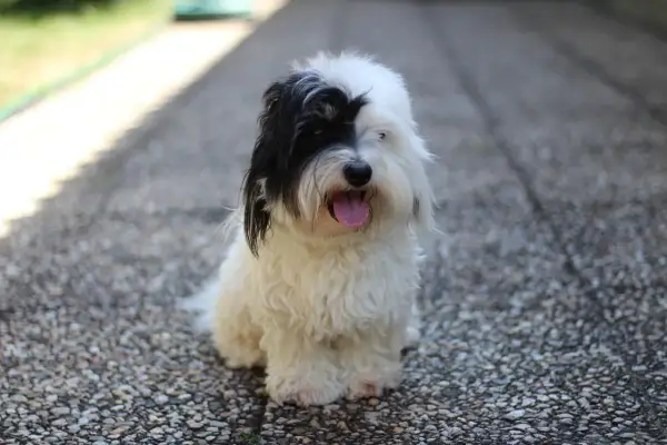 Uroczy coton de tulear z czarną łatką na oku siedzi na kamienistej ścieżce, dysząc z językiem na wierzchu.