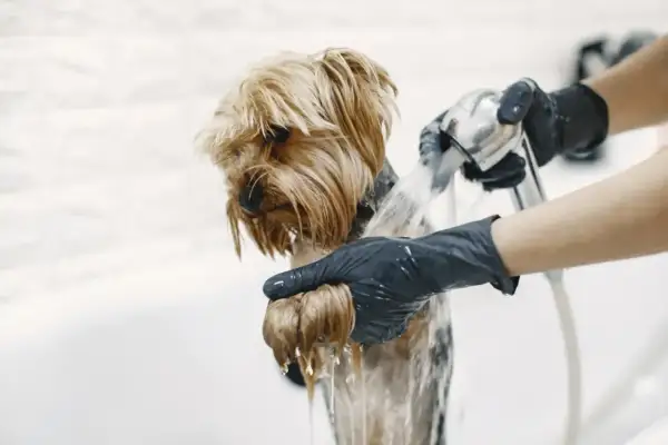 Yorkshire terrier kąpany pod prysznicem przez osobę w czarnych rękawiczkach.