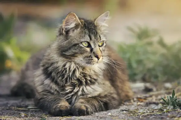 Puszysty, pręgowany kot z zielonymi oczami leży na ziemi, patrząc w bok.