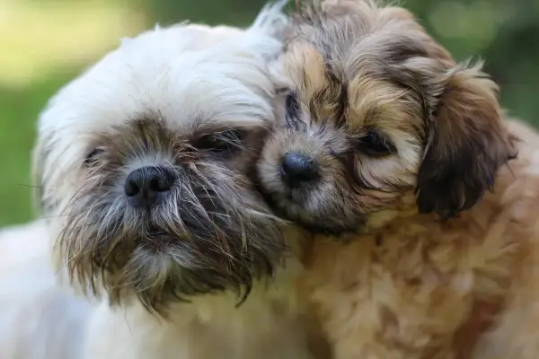 Dwa szczenięta rasy Shih Tzu przytulają się do siebie na tle zieleni.