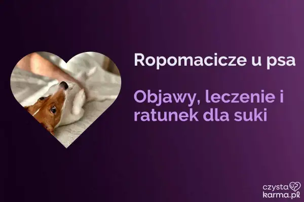 Uroczy piesek w kształcie serca. Tekst informuje o ropomaciczu u psa: objawy, leczenie i ratunek dla suki.