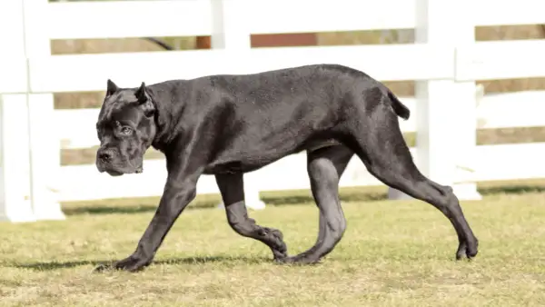 Czarny pies rasy Cane Corso idzie po trawie na tle białego płotu.