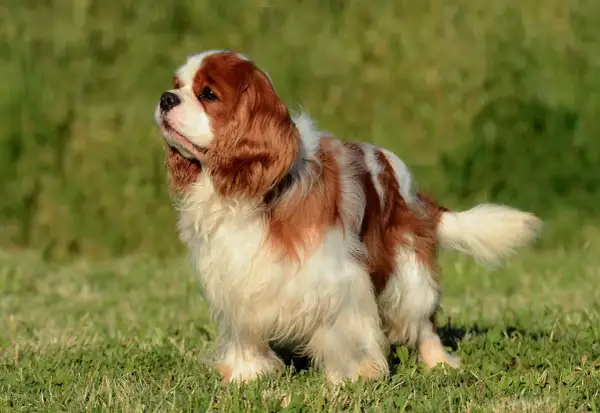 Uroczy cocker spaniel cavalier w brązowo-białe łaty stoi na zielonej trawie, patrząc w bok z zaciekawieniem.
