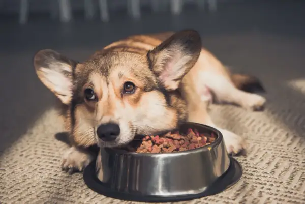 Smutny corgi leży obok miski z jedzeniem, mój pies nie chce jeść.