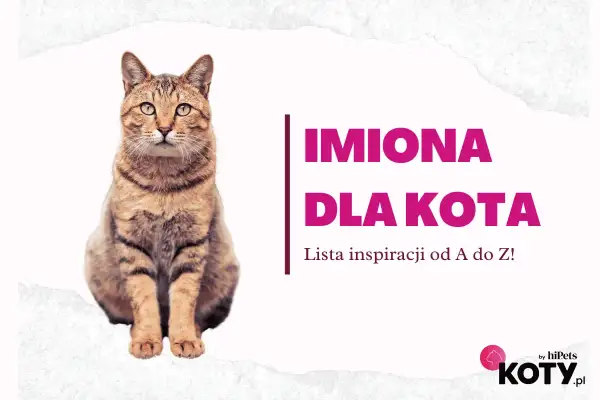 Uroczy kot siedzi obok napisu "Imiona dla kota". Znajdź idealne imię dla swojego pupila!