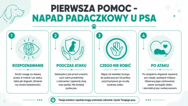 Pierwsza pomoc w napadzie padaczkowym u psa: rozpoznawanie, co robić podczas ataku, czego nie robić i postępowanie po ataku. Twoja wiedza uratuje życie.