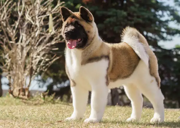 Akita amerykańska stoi na trawie, z językiem na wierzchu, na tle drzew.