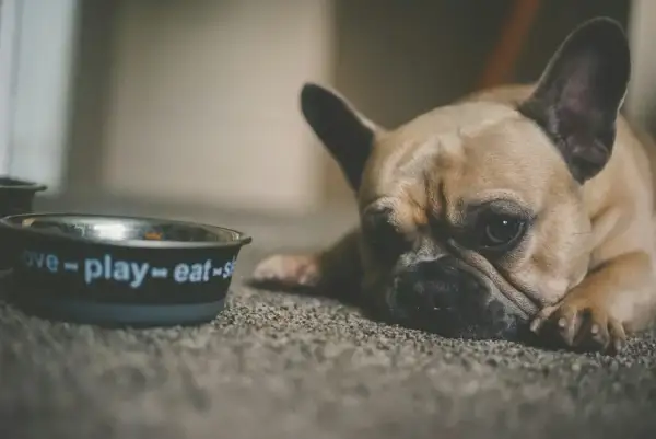 Smutny buldog francuski leży obok miski z napisem "love-play-eat". Może potrzebuje smecta dla psa?