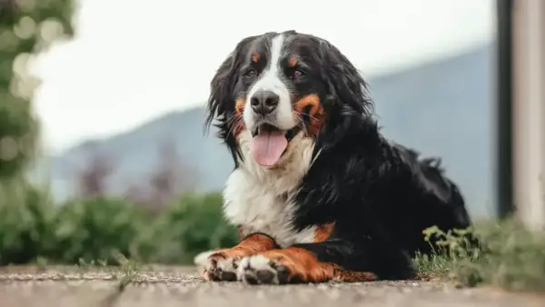Bernese Mountain Dog lying down, panting happily outdoors.