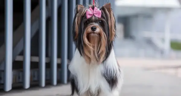 Biewer terrier z różową kokardką na głowie, siedzący przed szarą kratą.