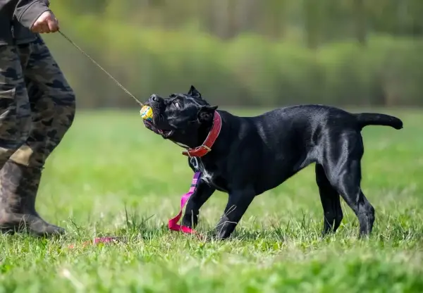 Czarny pies cane corso ciągnie za piłkę na smyczy, bawiąc się z człowiekiem na trawie.