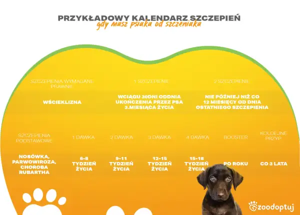 Grafika przedstawia fragment kalendarza szczepień dla psa z zaznaczonymi terminami i typami szczepień.