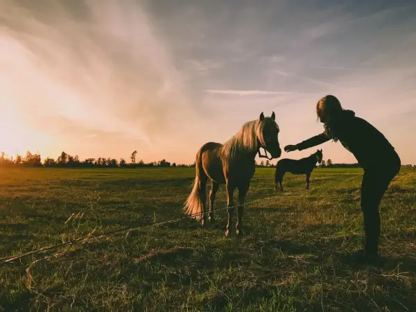 Zachód słońca na łące, kobieta wyciąga rękę do klaczy. Może szuka inspiracji na imiona dla klaczy?
