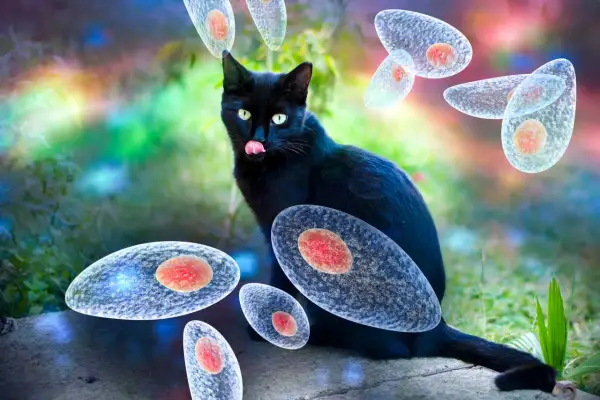 Czarny kot z zielonymi oczami, wokół niego unoszą się pasożyty Toxoplasma gondii. Toksoplazmoza u kota to poważny problem.