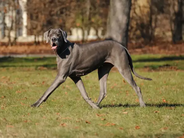 Niemiecki dog, o łagodnym charakterze, biegnie po trawie.