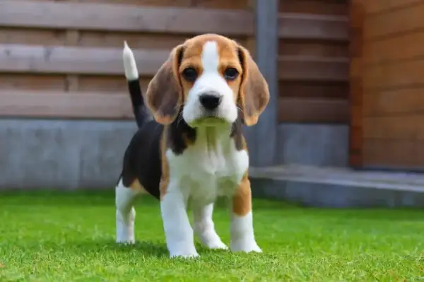 Szczeniak beagle na trawie przed drewnianym płotem.
