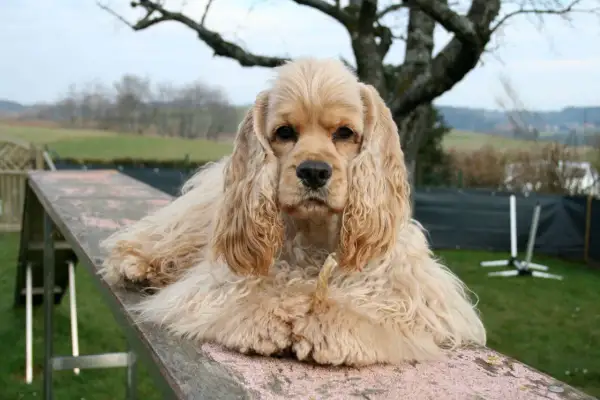 Jasnobrązowy cocker spaniel amerykański leży na drewnianej rampie, trzymając w pysku przysmak.