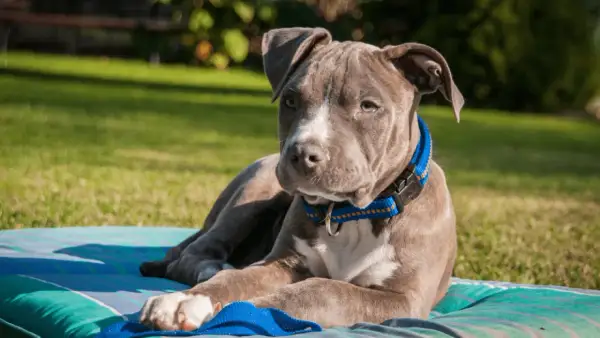 Szczeniak rasy staffordshire bull terrier o niebieskim umaszczeniu leży na kocu na trawie.